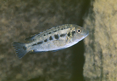 Pseudotropheus williamsi 'Membe Point'